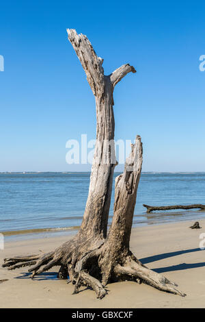 Albero morto, Driftwood beach, Jekyll Island, GA, Stati Uniti d'America Foto Stock