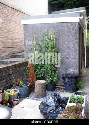 Pianta di pomodoro Asbo minaccia Gran Slam consiglio Foto Stock