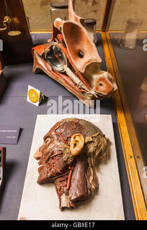 Inghilterra, Oxfordshire, Oxford, il Museo di Storia della Scienza, Display di testa di Cera che mostra i muscoli del viso Foto Stock