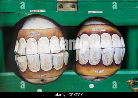 Inghilterra, Cambridgeshire, Cambridge, Whipple Museo di Storia della Scienza, modelli di cavalli denti datata 1890 Foto Stock