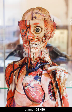 Cambridge, Whipple Museo di Storia della Scienza, Dr Louis Auzoux Papieer-Mache del modello di un corpo umano datata 1830 Foto Stock