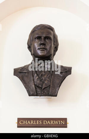 Inghilterra, Cambridgeshire, Cambridge, Sedgwick Museum of Earth Sciences, Busto di Charles Darwin Foto Stock