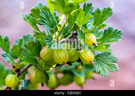 Uva spina cresce su una boccola Foto Stock