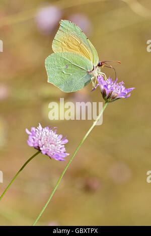 Macro di Cleopatra butterfly (Gonepteryx cleopatra) alimentazione sul fiore viola visto di profilo Foto Stock