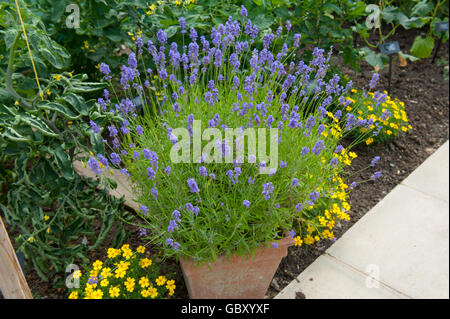 In Terracotta Vaso di fiori piantati con lavanda inglese (Lavandula angustifolia) Foto Stock