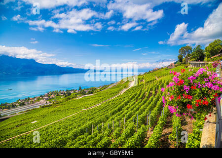 Terrazze di vigneti in riva al lago di Ginevra nel famoso Lavaux regione vinicola, un sito Patrimonio Mondiale dell'UNESCO dal 2007, Canton Vaud, Svizzera Foto Stock