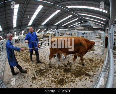 Regno aste Stirling centro agricolo Foto Stock