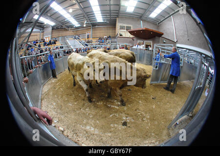 Regno aste Stirling centro agricolo Foto Stock