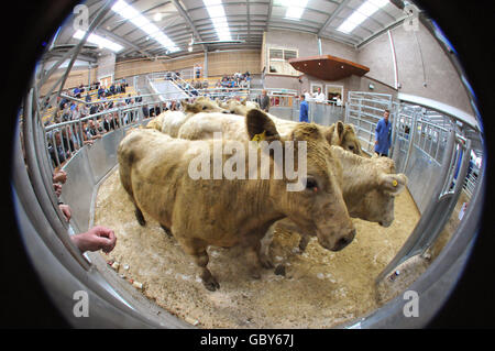 Regno aste Stirling centro agricolo Foto Stock