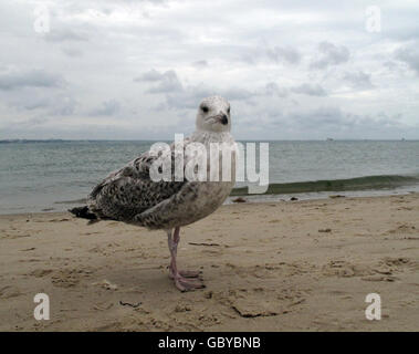 Gabbiano del bambino. Un piccolo gabbiano sulla spiaggia di Studland, Poole. Foto Stock