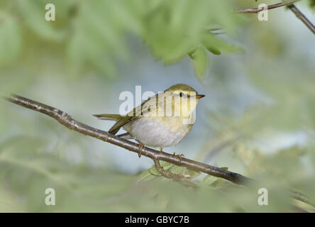 Trillo di legno - Phylloscopus sibilatrix Foto Stock