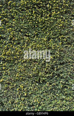dh Taxus baccata siepi ALBERI DI TASSO Regno Unito INGHILTERRA siepe di tasso schema di sfondo delle foglie dell'albero Foto Stock
