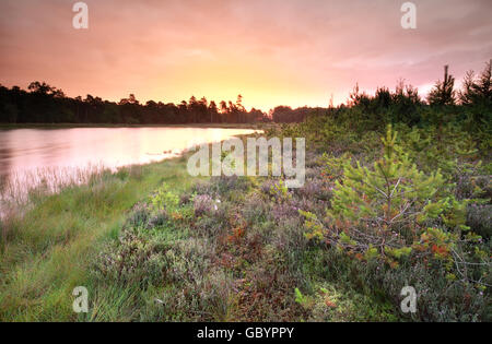 Viola rainy alba sul lago selvaggio, Drenthe, Paesi Bassi Foto Stock