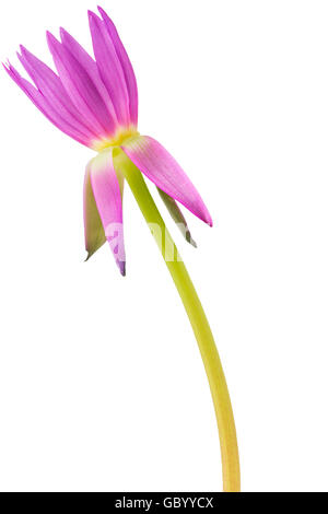 Rosa unico fiore di loto isolati su sfondo bianco e il tracciato di ritaglio Foto Stock