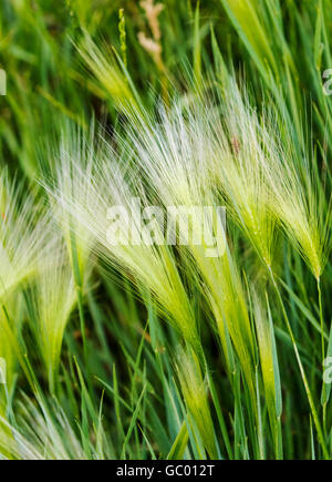 Graminacee selvatiche che crescono su central Colorado ranch; USA Foto Stock