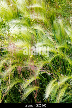 Graminacee selvatiche che crescono su central Colorado ranch; USA Foto Stock