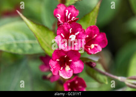 Una chiusura dei fiori di un 'Weigela Bristol Ruby' Foto Stock