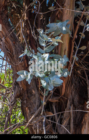 Eucalyptus globulus blu della Tasmania Gum Foto Stock