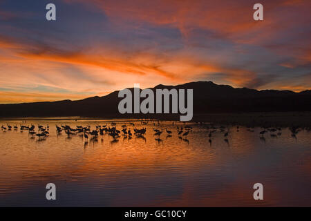 Sandhill Crane - Grus canadensis Foto Stock