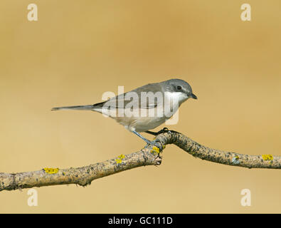 Western Orphean trillo - Sylvia hortensis Foto Stock