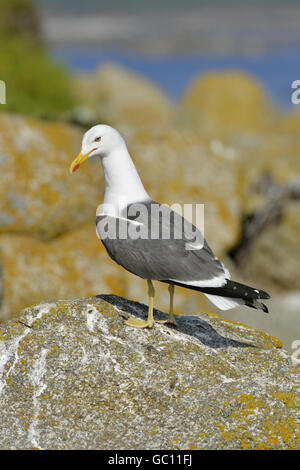 Lesser Black-backed Gull - Larus fuscus Foto Stock