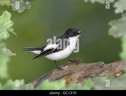 Pied Flycatcher - Ficedula hypoleuca - maschio Foto Stock