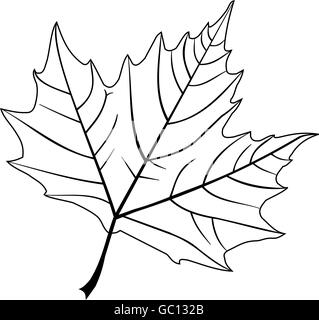Platano,(platanus acerifolia ), vettore isolato foglia di platano, Illustrazione Vettoriale