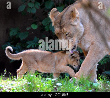 ABI, una leonessa asiatica di 10 anni con uno dei suoi due cuccioli di 10 settimane allo zoo di Londra. I rari cuccioli maschi e femmine, ancora non nominati, sono stati paternati da un leone di nome Lucifero, 6 e gli saranno presentati domani. Foto Stock