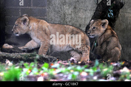 Due cuccioli di leoni asiatici di 10 settimane allo Zoo di Londra. I maschi e le femmine ancora non nominati erano stati paternati da un leone di nome Lucifero, 6 e gli saranno presentati domani. Foto Stock