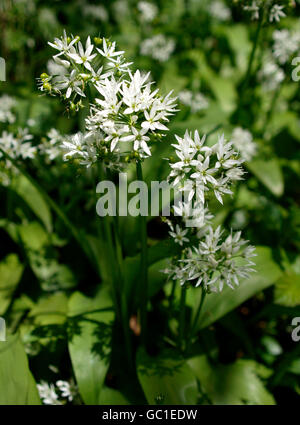 Aglio selvatico, Ramsons, Allium ursinum, Cornwall, Regno Unito Foto Stock