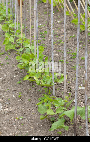 Le piantine che crescono su bambù Foto Stock