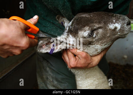 L'allevatore di pecore Martin McEwan di Grangemouth veste un gimmer di Scotch Mule (ultimi anni agnelli) al quartiere vicino Denny, Falkirk, Scozia, in preparazione per la vendita imminente a Caledonian Marts a Stirling il Venerdì. Foto Stock