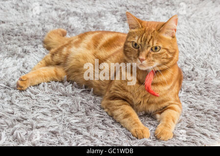 Gatto rosso con colletto rosso, rilassante su un tappeto grigio Foto Stock