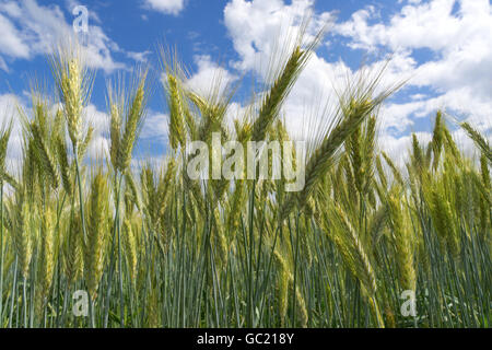 Orecchie di segale verde Foto Stock