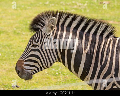 La testa e le spalle fotografia di un Chapman's Zebra (Equus burchelli chapmani) trovato in Oriente e in Sud Africa. Molto comune Foto Stock