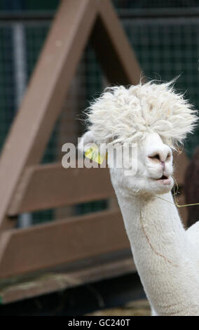 Ben l'Alpaca, cugino della Llama, gode della sua colazione alla paglia alla Vauxhall City Farm di Londra. Foto Stock