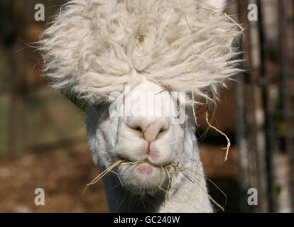 Alpaca alla Vauxhall City Farm Foto Stock