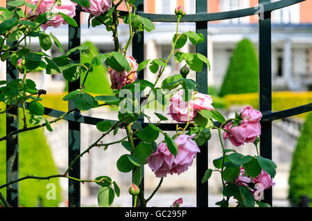 Le rose rosa in crescita sulla recinzione al colle del giardino e pergola di Hampstead Heath Foto Stock