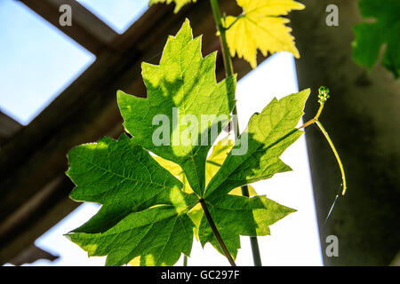 Cast la luce del sole attraverso foglie di vite con pergola e sky in background Foto Stock