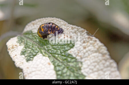 Ladybird pupe - Harmonia axyridis - Coccinella septempunctata su una verde e white leaf Foto Stock