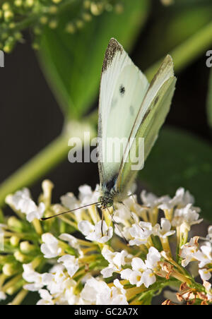 Una piccola farfalla bianca alimentazione su un fiore bianco Foto Stock