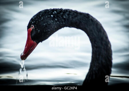 Gocciolamento di acqua da regal cigni neri becco Foto Stock