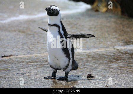 Pinguino africano (Sfeniscidi), o Jackass penguin, allunga il proprio' pinne a Stoney Point Riserva Naturale, Betty's Bay, Sud Africa Foto Stock