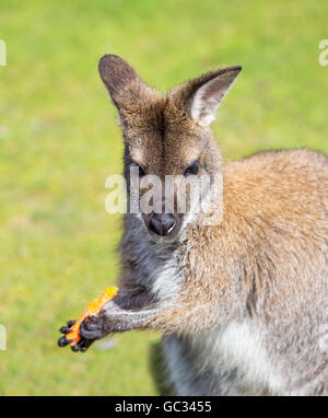 Un wallaby nel Yorkshire Wildlife Park, mangiare una carota Foto Stock