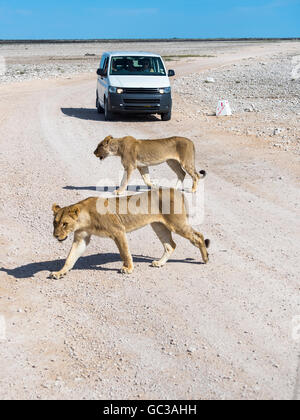 Giovani leonesse (Panthera leo) nella parte anteriore della vettura turistica, Okaukuejo, il Parco Nazionale di Etosha, Namibia Foto Stock