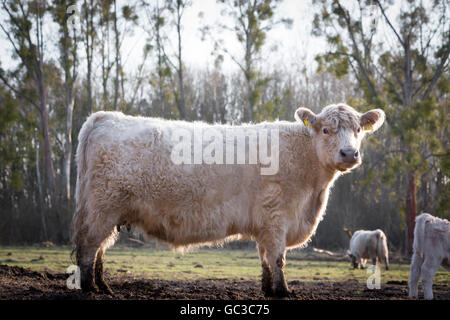 Galloway bovini (Bos primigenius taurus) con pigmentazione bionda, appropriate in materia di benessere degli animali, intervallo libero Foto Stock