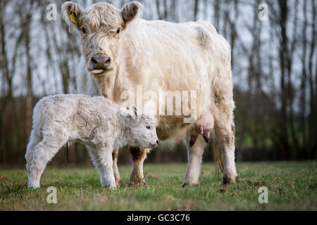 Galloway bovini (Bos primigenius taurus) con pigmentazione bionda, appropriate in materia di benessere degli animali, intervallo libero Foto Stock