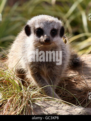 Baby Meerkats al Blair Drummond Safari Park. Un piccolo Meerkat cercando di prendere una vespa al Blair Drummond Safari Park vicino Stirling in Scozia. Foto Stock