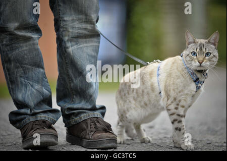 Il Bengala Snow Leopard Cat Foto Stock