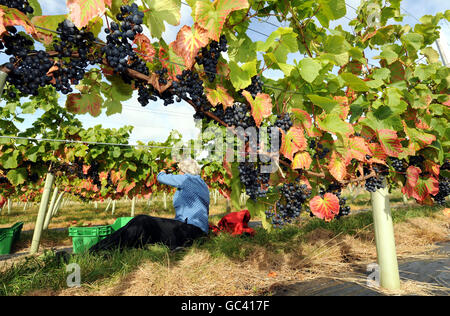 I raccoglitori raccolgono le uve al Ryedale Vineyard di Westow, vicino a York. Stuart Smith, il produttore commerciale più a nord dell'Inghilterra, ha dichiarato di sperare di produrre 3,000 bottiglie di vino bianco e rosato quest'anno rispetto alle 450 dell'anno scorso e di aumentare la produzione a 20,000 in cinque anni. Foto Stock